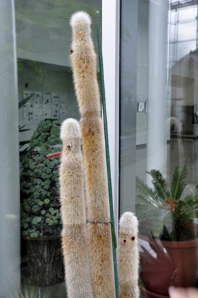 cacti at the International Peace Garden